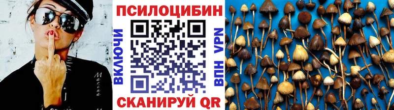 Галлюциногенные грибы Psilocybine cubensis  OMG как зайти  Руза  цены  
